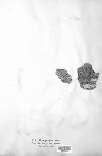 Arthonia atra image